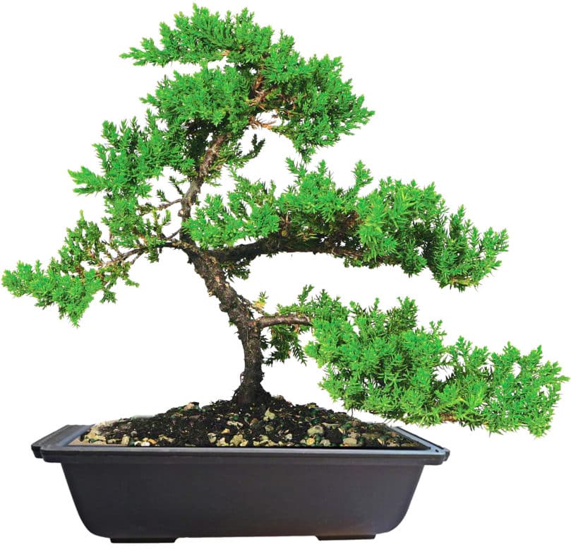 Introduction to Bonsai Workshops- 2024 - Minnesota Bonsai Society