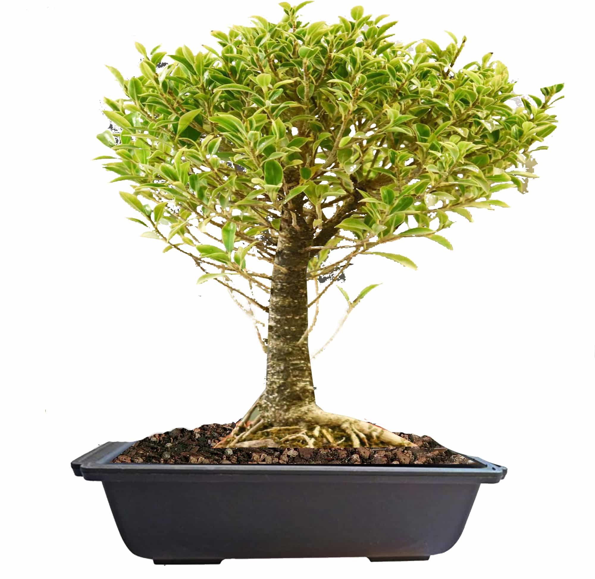 Introduction to Bonsai Workshops- 2024 - Minnesota Bonsai Society