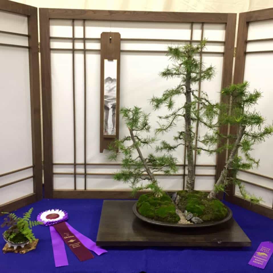 Best in Novice 2016 - Japanese Larch Forest