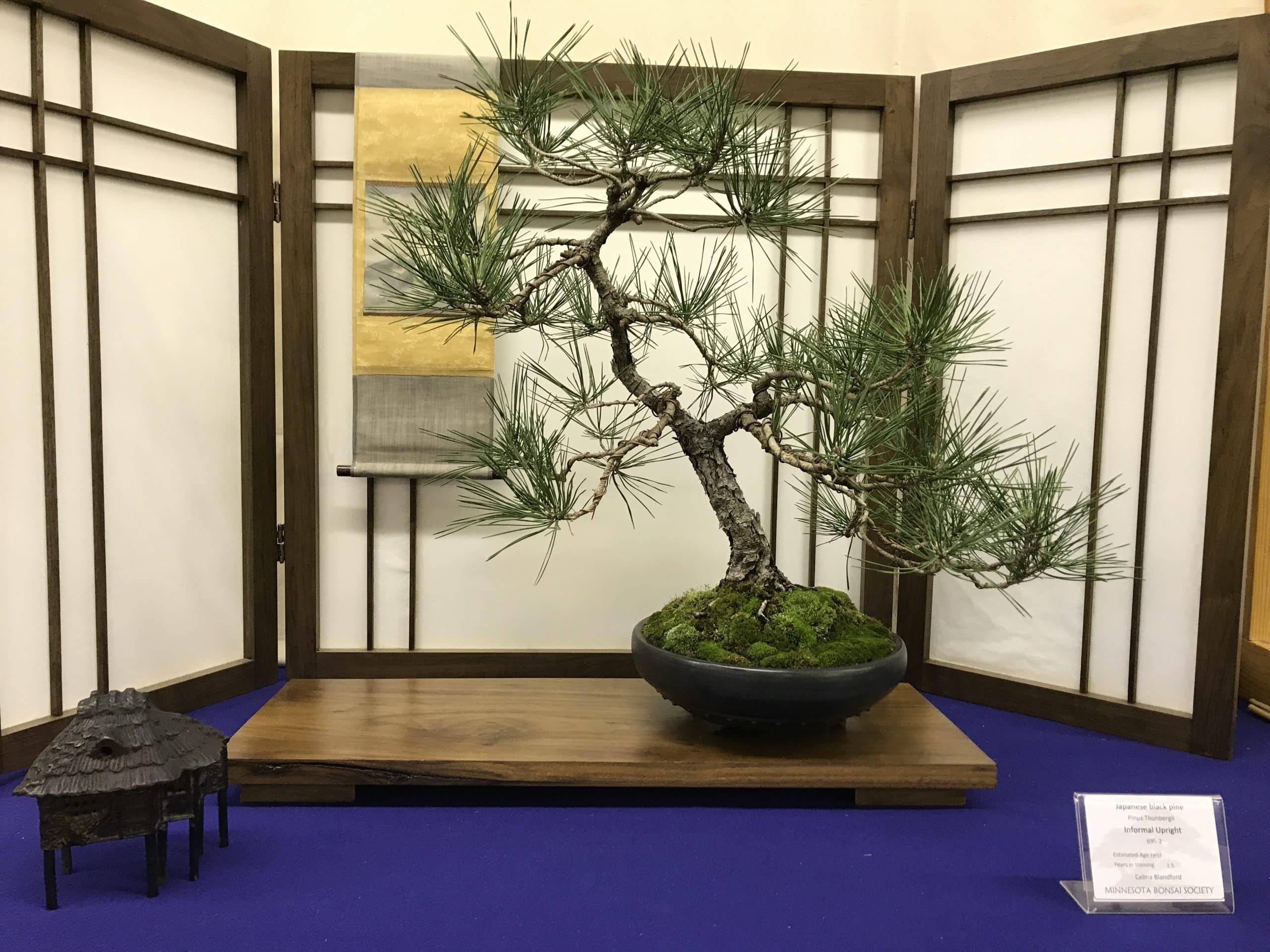 Japanese Black Pine - Novice