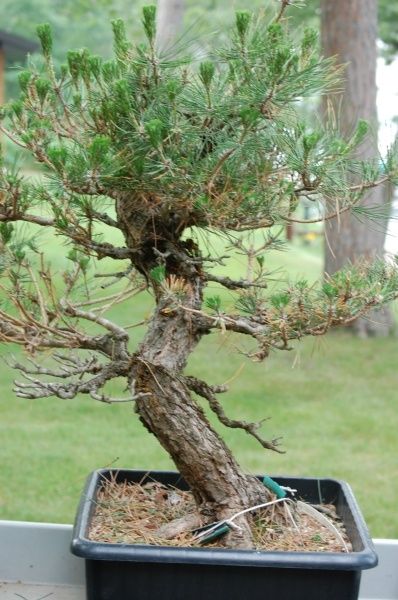 Field grown Black Pine acquired in June of 2015.