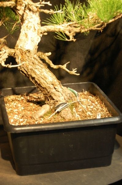 Wired into growing container. Grown in pumice and lava to induce root growth