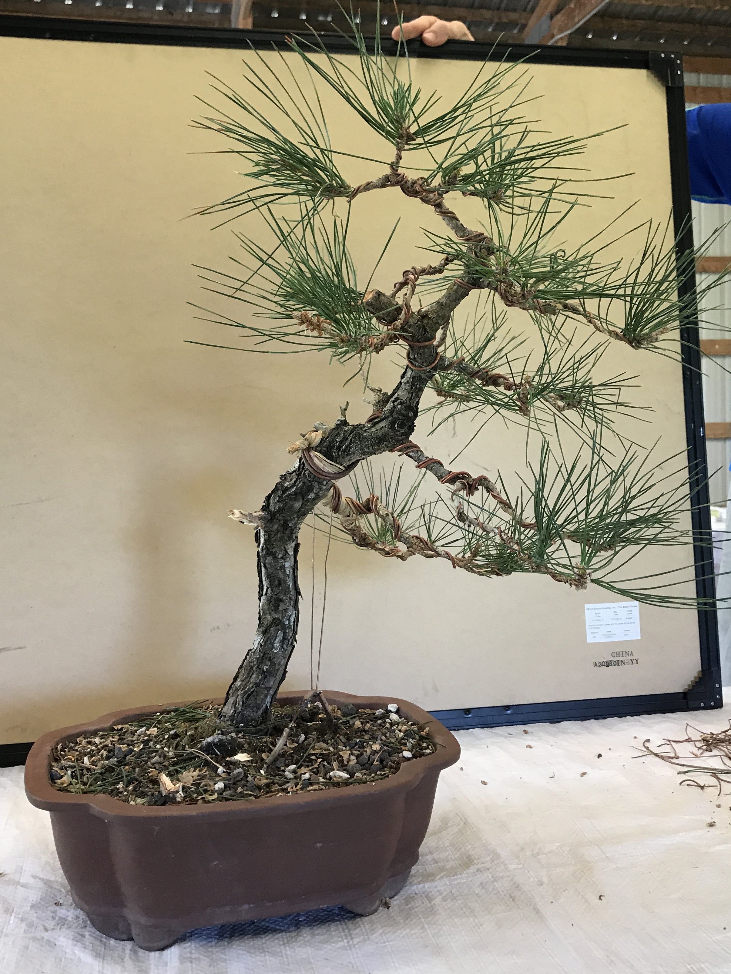 Japanese Black Pine