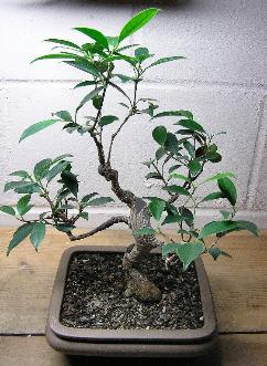 balete bonsai