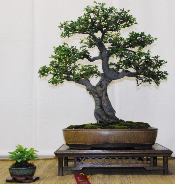 Val_Chinese_elm-266