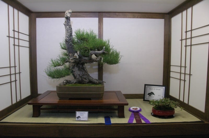 Best of Show and division winner for collected Ponderosa pine