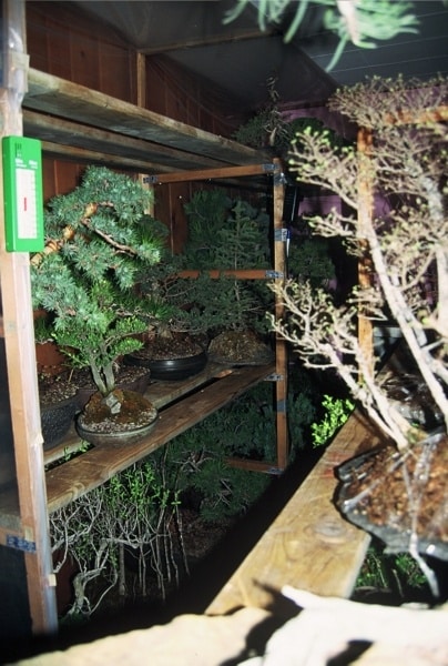 Wintering your bonsai in Minnesota