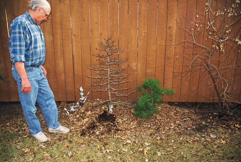 Wintering your bonsai in Minnesota