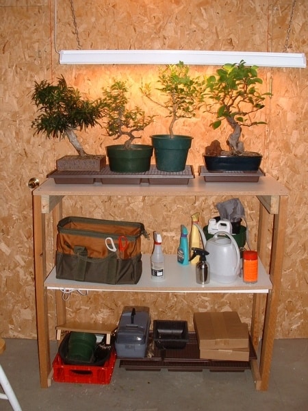Wintering your bonsai in Minnesota - Tropicals