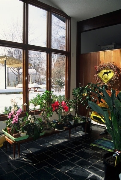 Wintering your bonsai in Minnesota - Tropicals