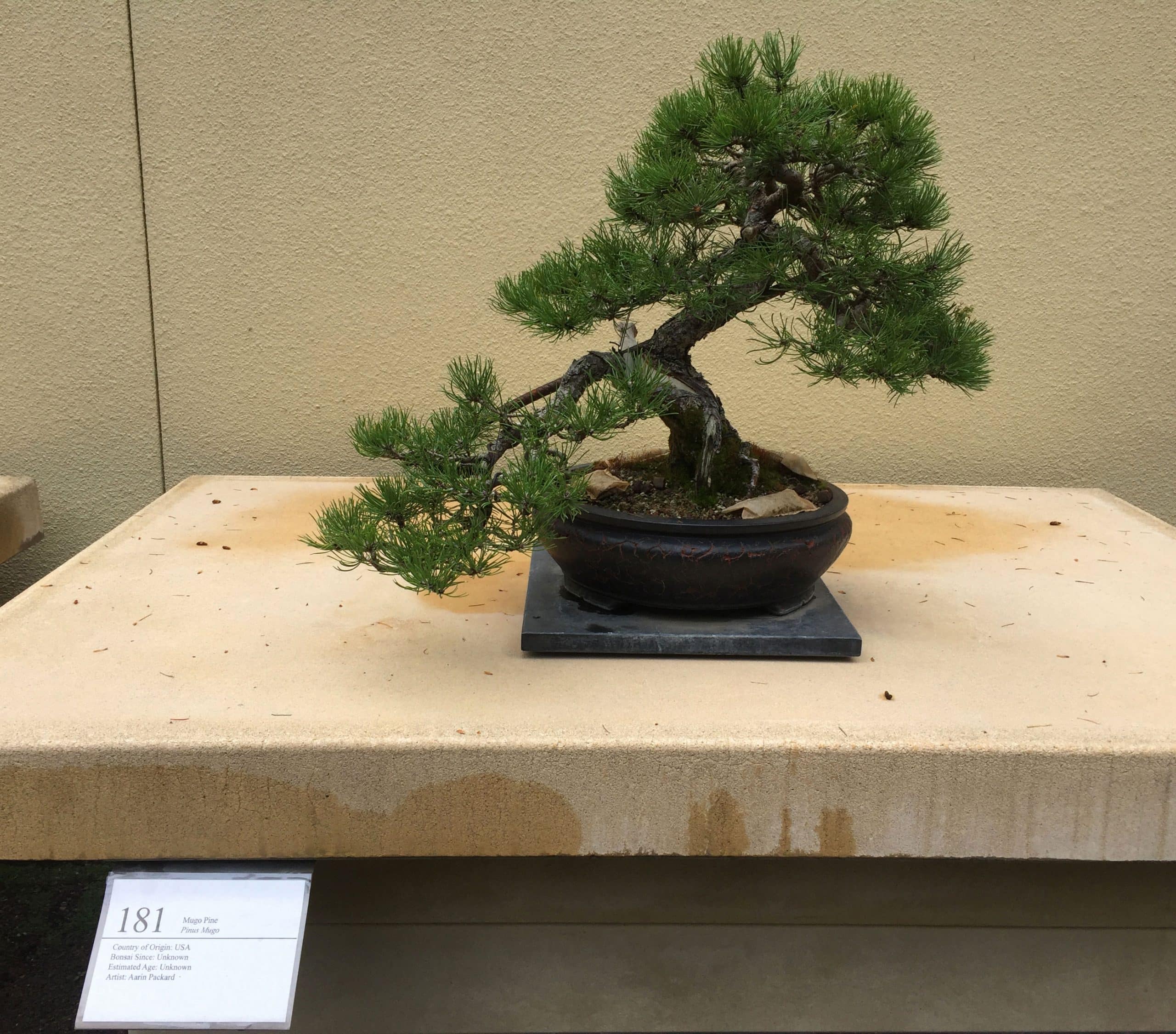 Mugo Pine - Pinus Mugo