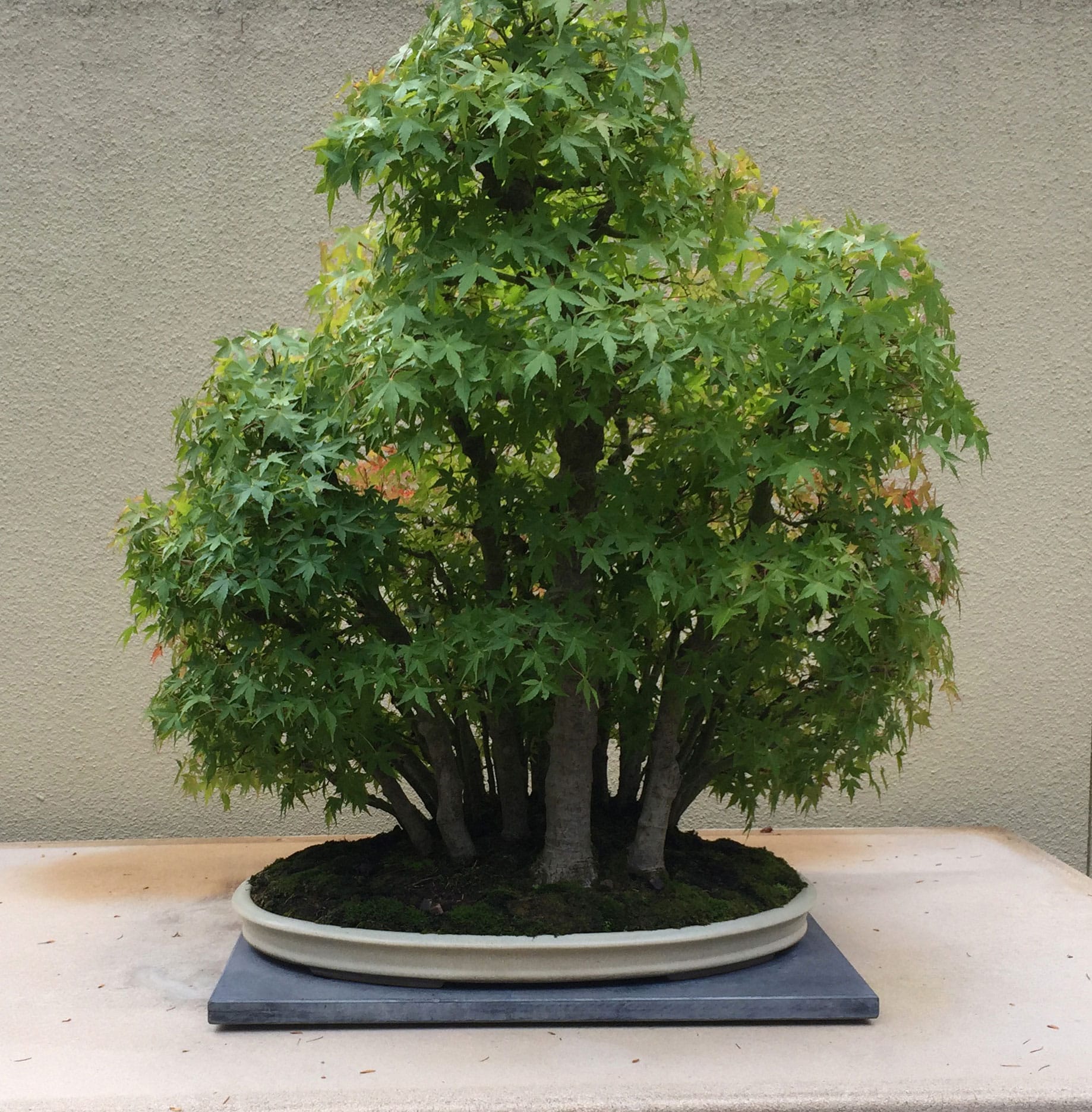 Japanese Maple - Acer Palmatum