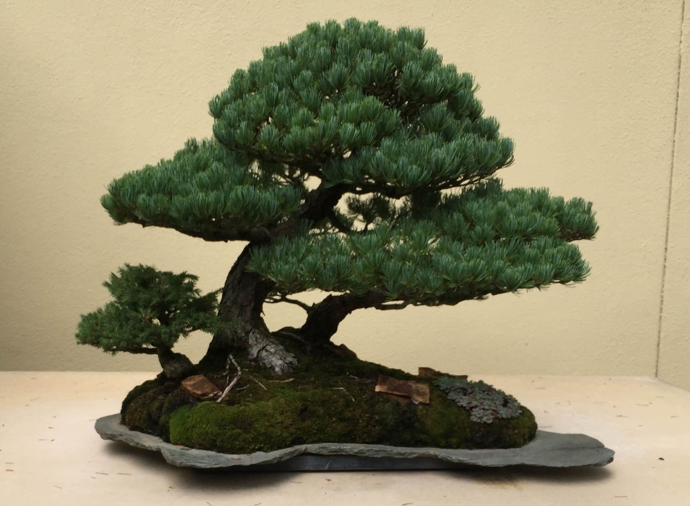 Japanese White Pine with Spruce