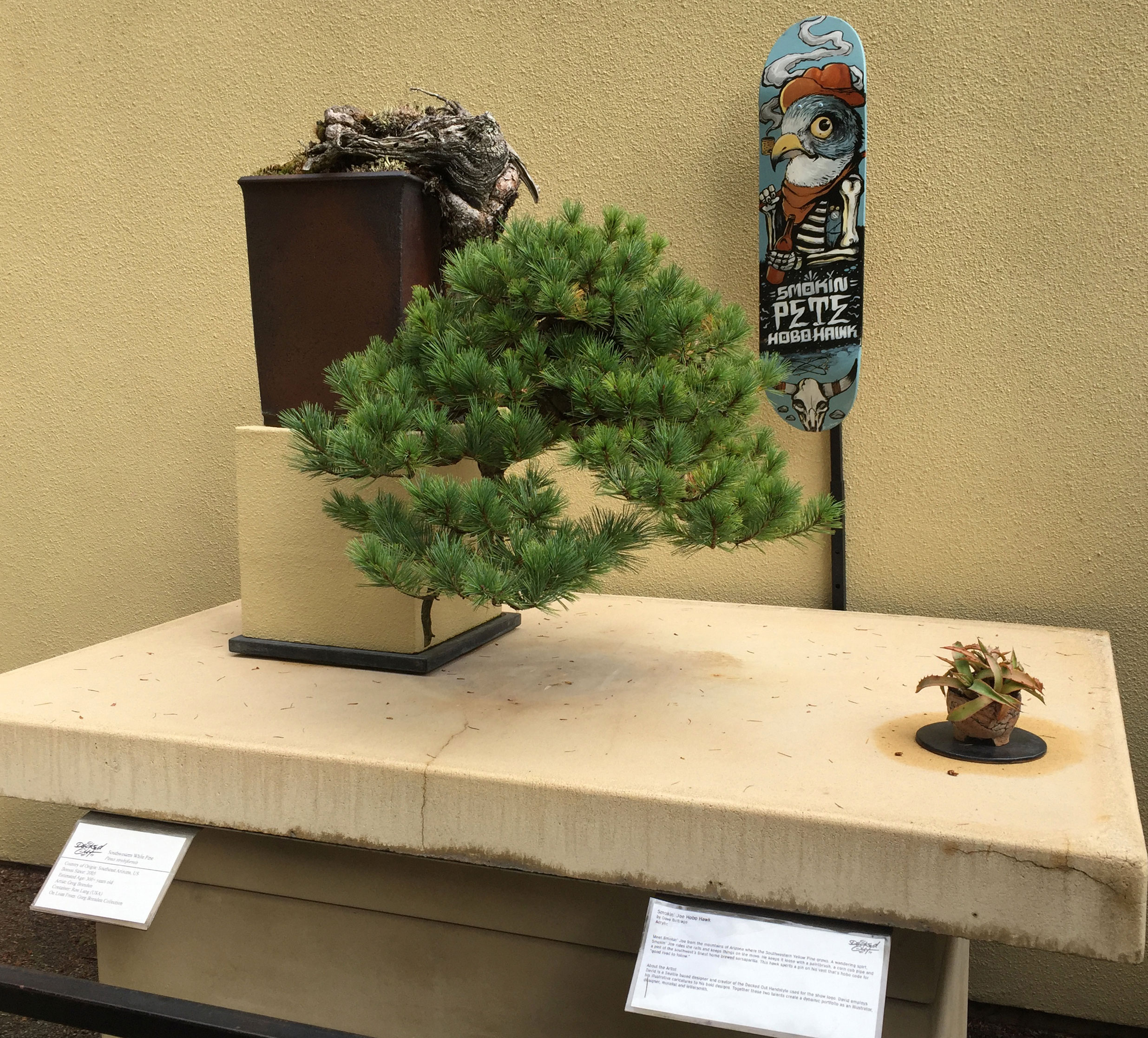 Southwestern White Pine - Pinus Strobiformis