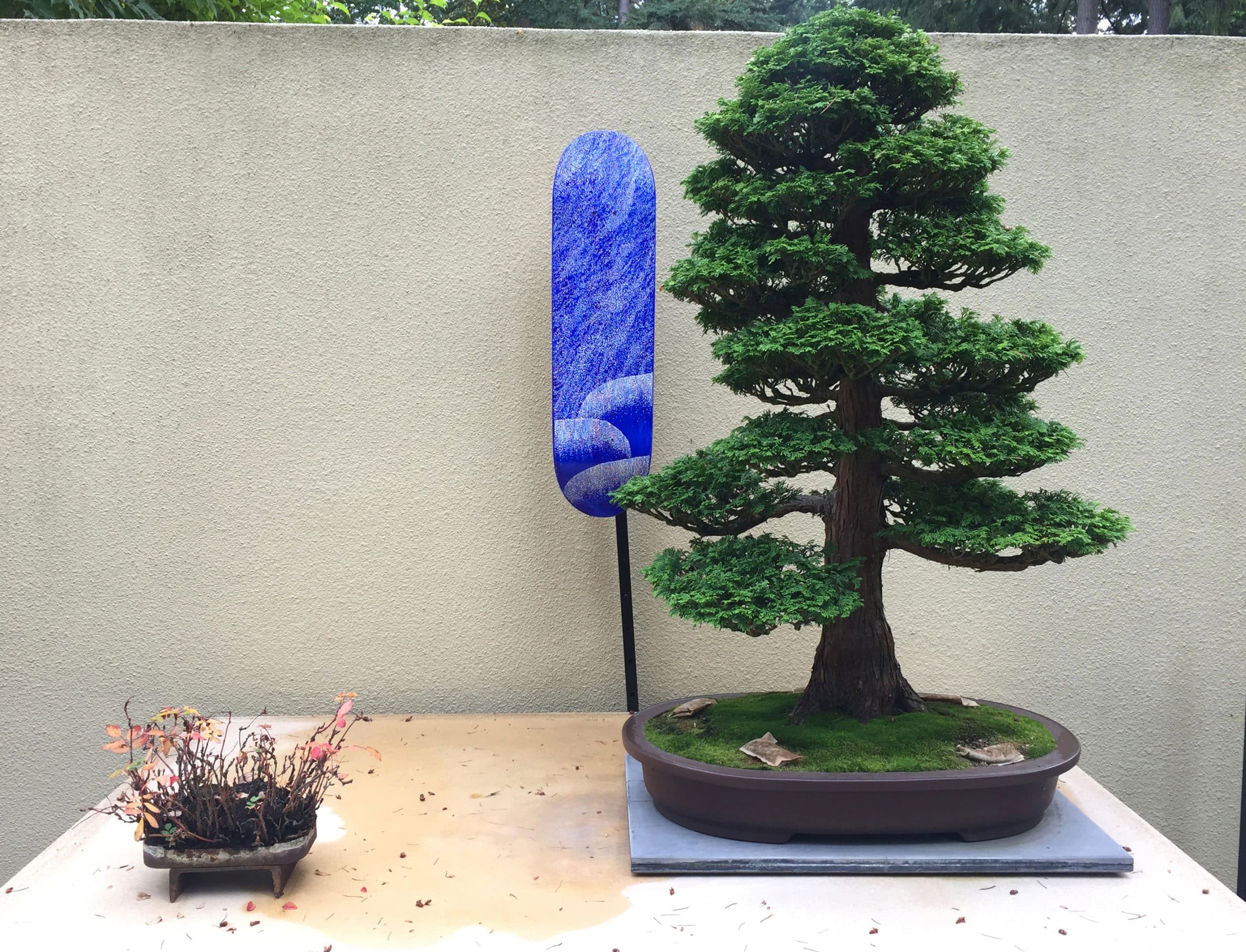 Hinoki Cypress - Chamaecyparis