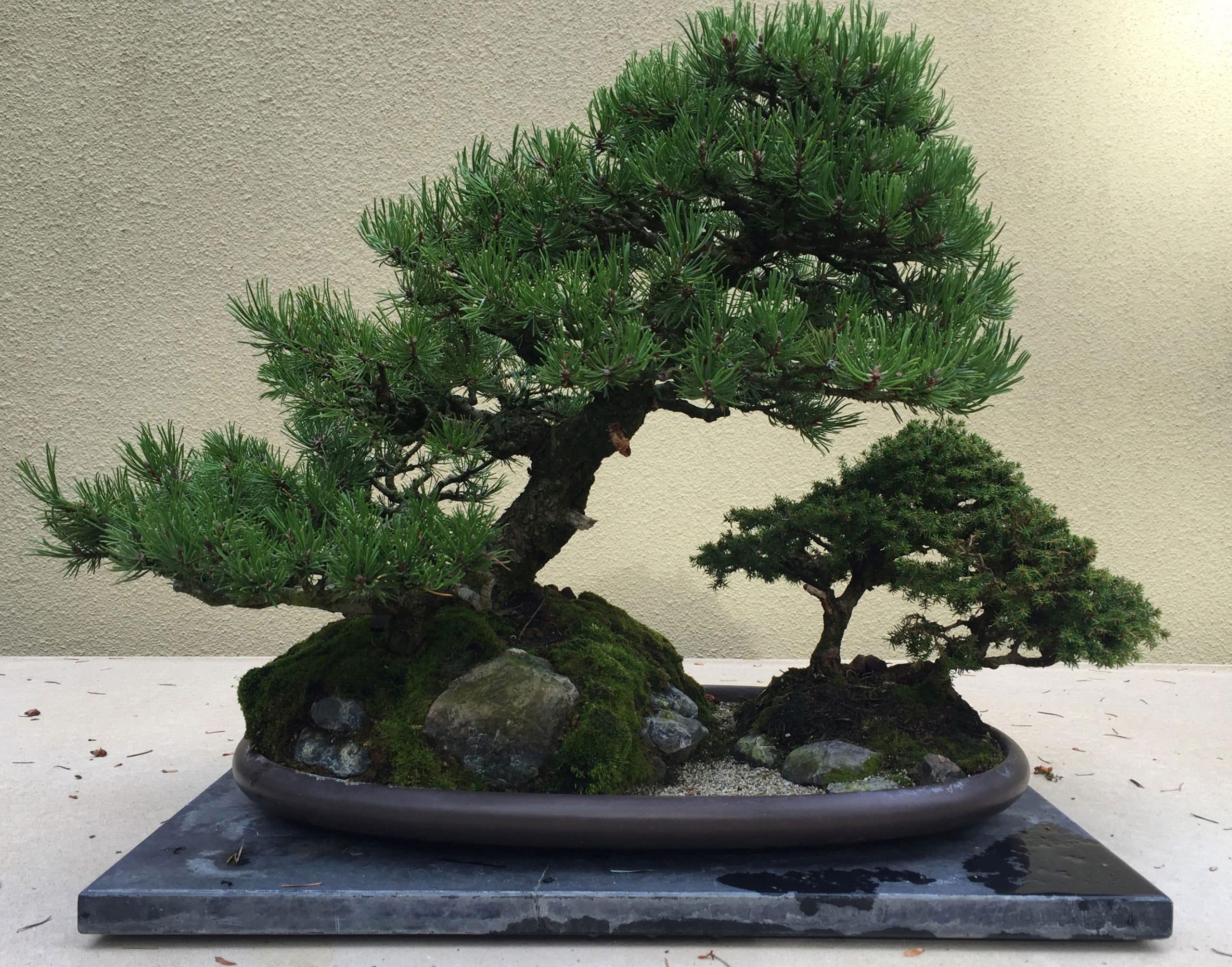 Mugo Pine and Ezo Spruce - Pinus Mugo/Picea Glehnii