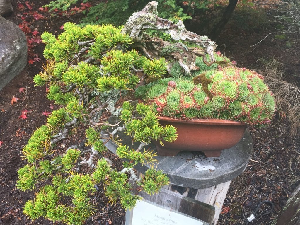 Yamadori Archives Minnesota Bonsai Society