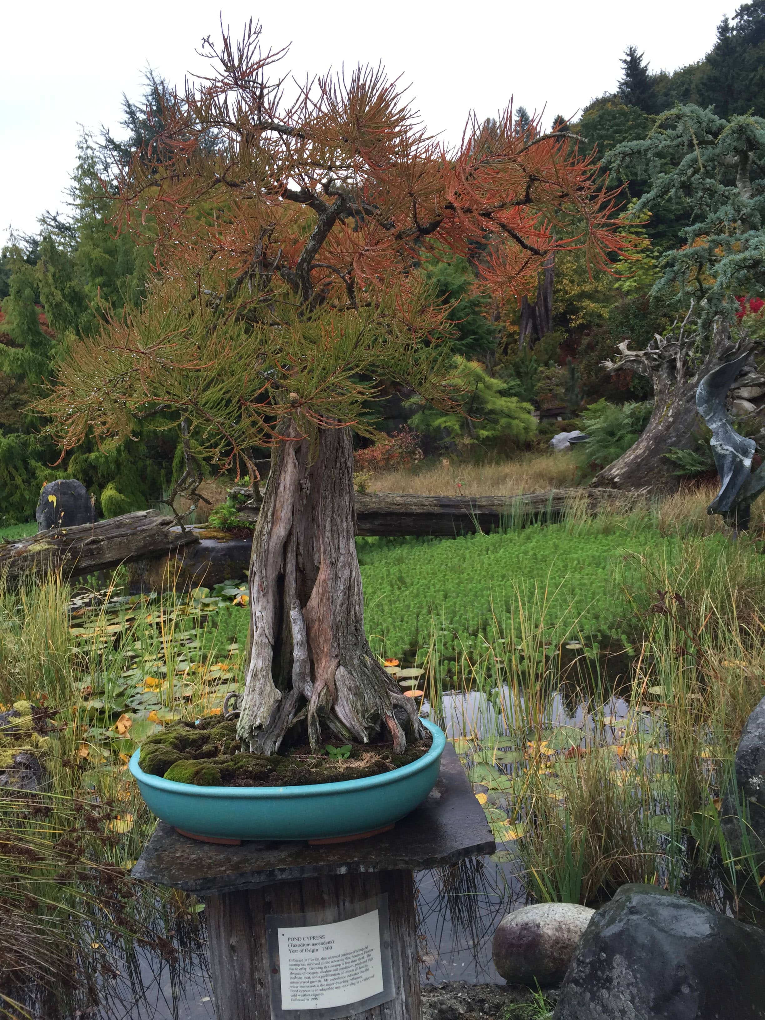Pond Cypress