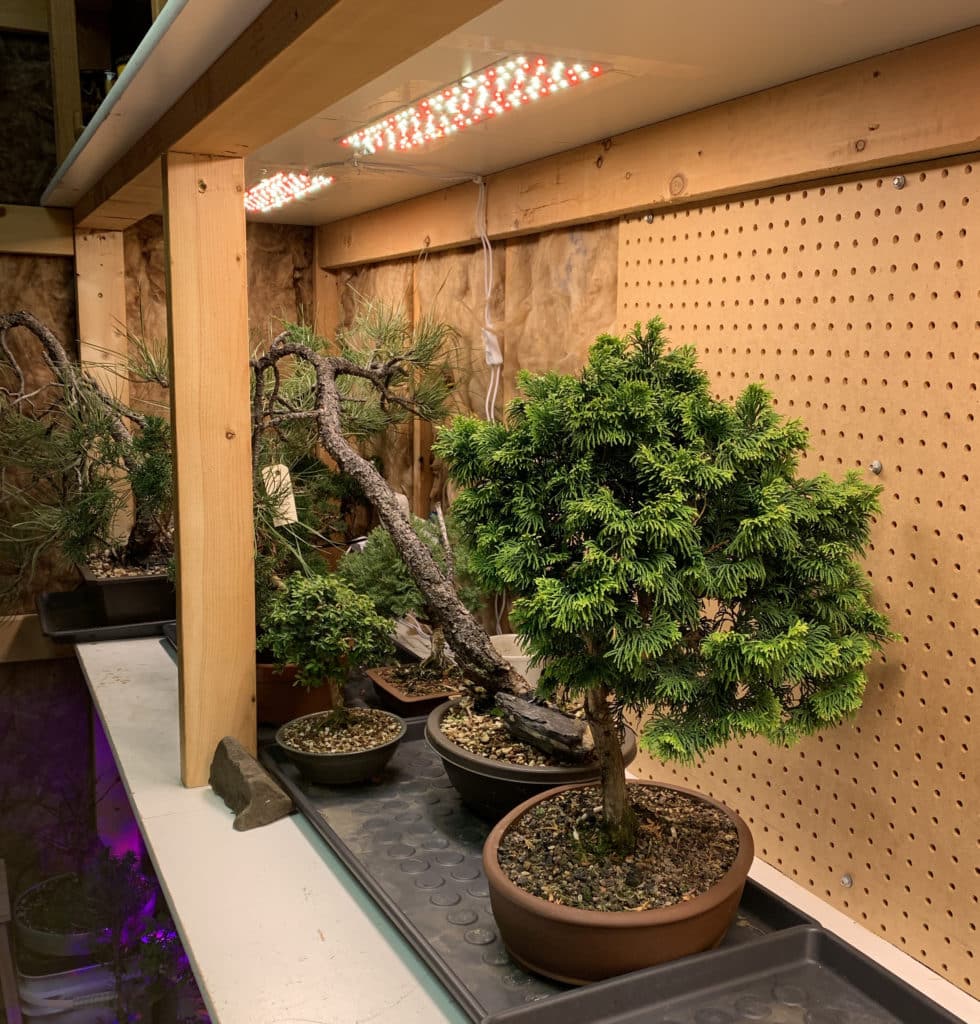 Building My Bonsai Cold Frame In Minnesota Minnesota Bonsai Society