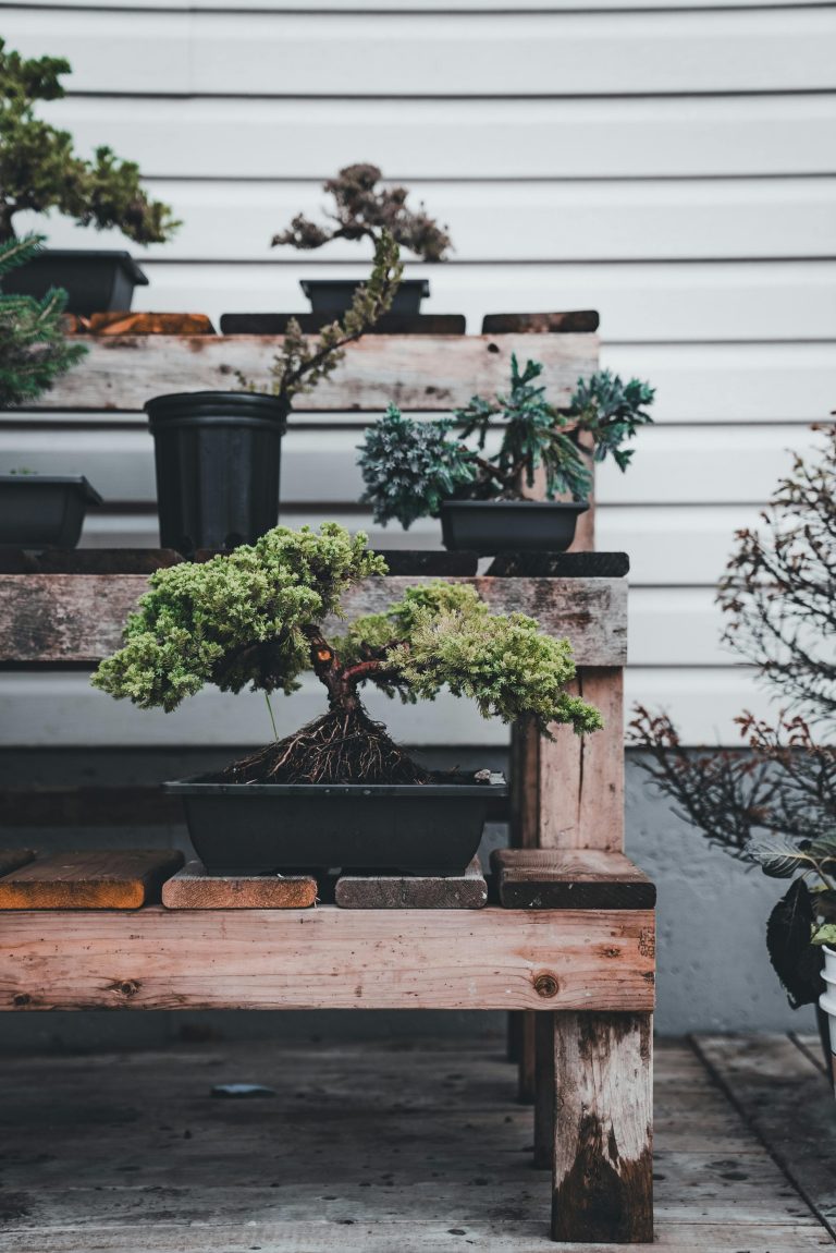 Bonsai Tree Maintenance