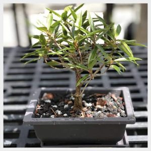 Tropical Beginner Workshop: July 18 Morning