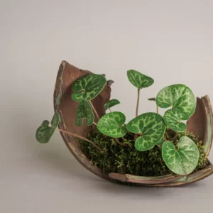 Kusamono Workshop - Monday, June 1: 9am-12pm Observing Spot