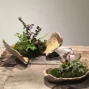 a collection of kusamono