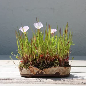 A small grass and flower based kusamono