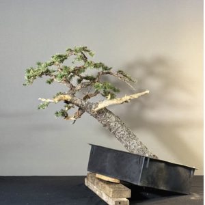 Yamadori Workshop - Sunday, June 28: 9am-5pm Working Spot