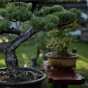 Bonsai Tour and Picnic